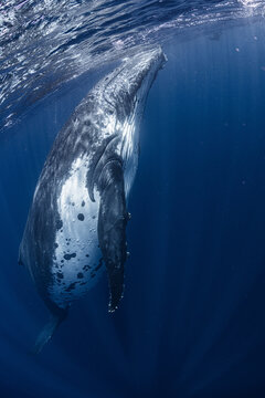 White Humpback Whale