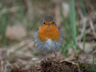 Rotkehlchen (Erithacus rubecula)