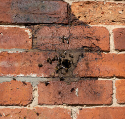 A swarm of bees on a brick wall