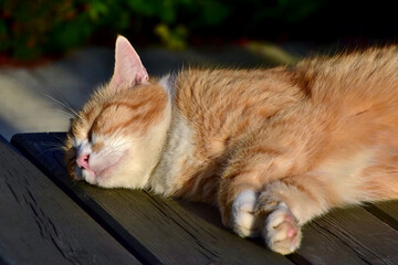 Der faule Kater 