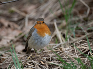 Rotkehlchen (Erithacus rubecula)