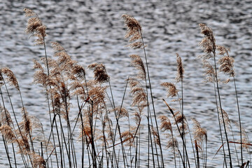 Schilfrohr im Gegenlicht der Sonne mit Wasser im Hintergrund