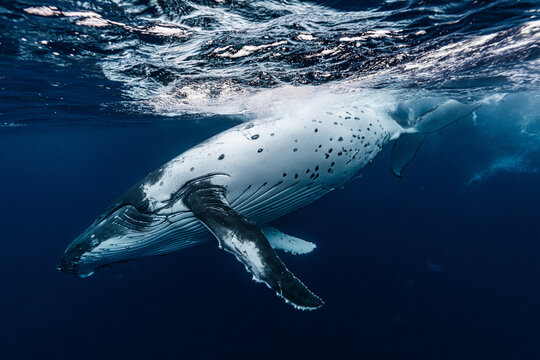 White Humpback Whale