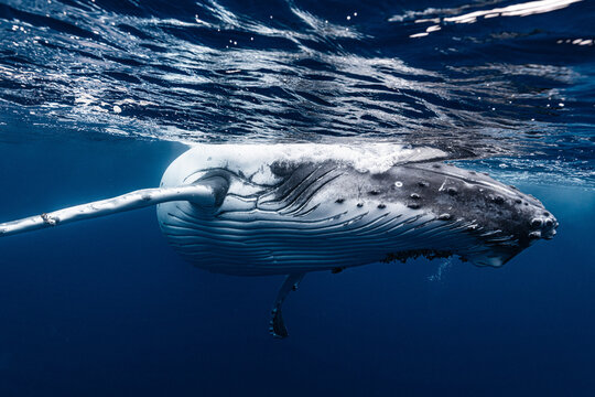 White Humpback Whale