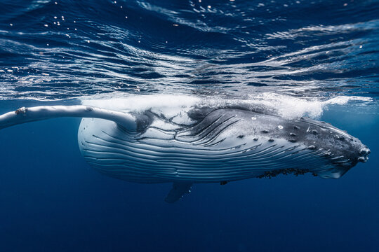 White Humpback Whale