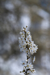 Blütenzweig, Blütezeit der Pflaume im Garten