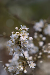 Blütenzweig, Blütezeit der Pflaume im Garten