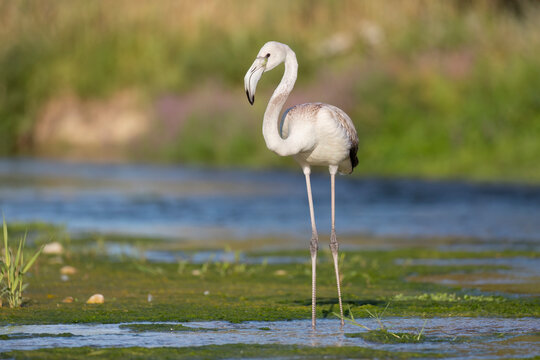 Young flamingo (Phoenicopterus roseus) with white plumage, resting along a river during migration.