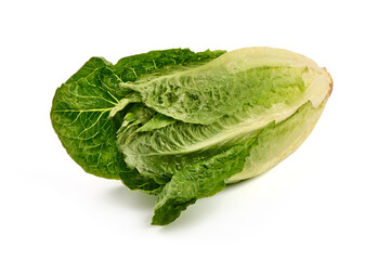 Fresh green Romaine Lettuce (Lactuca sativa), isolated on the white background.