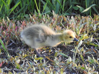Baby Canadian goose, gosling, foraging the wetland vegetation for grasses and plant materials to eat. Edwin B. Forsythe National Wildlife Refuge, Galloway, New Jersey. 