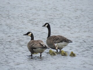 A family of Canadian geese living at the Edwin B. Forsythe National Wildlife Refuge, Galloway, New Jersey.