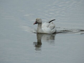 Fototapeta premium A snow goose swimming in the wetland waters of the Edwin B. Forsythe National Wildlife Refuge, Galloway, New Jersey.