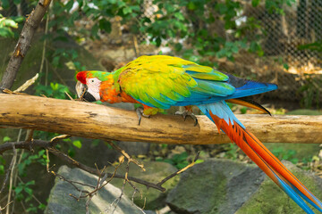 Guacamaya.