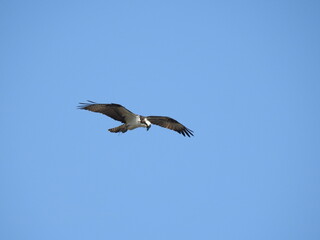 Osprey flying in a blue sky, hunting for prey, on a beautiful day. Edwin B. Forsythe National Wildlife Refuge, Galloway, New Jersey.