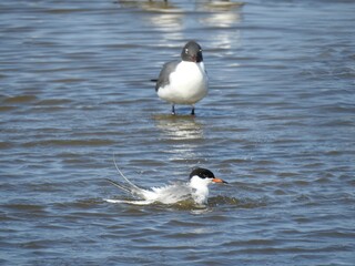 A common turn bathing, with a laughing gull standing in the water with it eyes closed. Edwin B. Forsythe National Wildlife Refuge, Galloway, New Jersey.