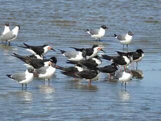A group of seabirds, black skimmers and laughing gulls, standing in the shallow wetland waters, enjoying a beautiful day. Edwin B. Forsythe National Wildlife Refuge, Galloway, New Jersey. 