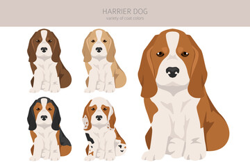 Harrier dog puppy clipart. Different poses, coat colors set