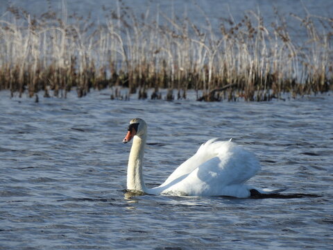 A mute swan swimming in the wetland waters of the Edwin B. Forsythe National Wildlife Refuge, Galloway, New Jersey.