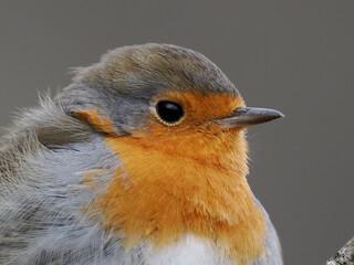 Rotkehlchen (Erithacus rubecula) 