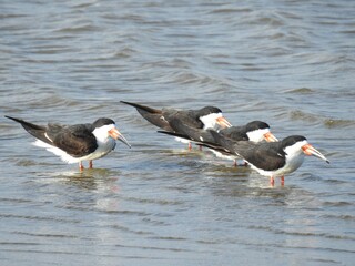 Black skimmers standing together, relaxing in the shallow tidal waters of the Edwin B. Forsythe National Wildlife Refuge, Galloway, New Jersey. - obrazy, fototapety, plakaty