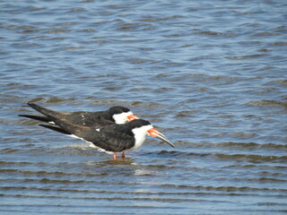 Black skimmers standing together, relaxing in the shallow tidal waters of the Edwin B. Forsythe National Wildlife Refuge, Galloway, New Jersey. - obrazy, fototapety, plakaty
