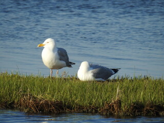 A pair of herring gulls relaxing on a small grassy wetland island. Edwin B. Forsythe National Wildlife Refuge, Galloway, New Jersey.