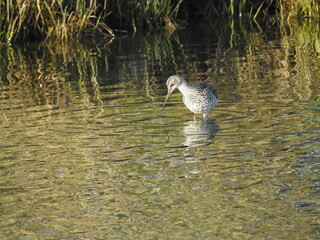 A greater yellowlegs hunting the wetland waters for aquatic prey to eat. Edwin B. Forsythe National Wildlife Refuge, Galloway, New Jersey. 
