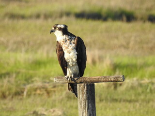 Osprey perched on a wooden perch at the Edwin B. Forsythe National Wildlife Refuge, Galloway, New Jersey.