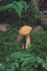 Wood hedgehog fungus Hydnum repandum in woodland © antasfoto