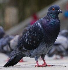 pigeon in the park