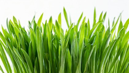 Fototapeta na wymiar fresh green grass isolated against a white background