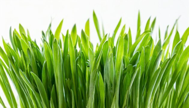 fresh green grass isolated against a white background