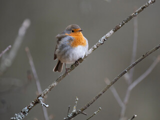 Rotkehlchen (Erithacus rubecula)