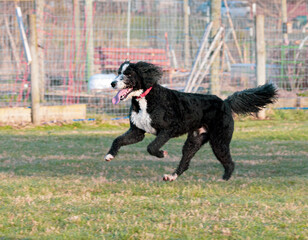 Dog catches a frisbee while running