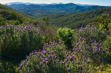 Schopflavendel in Südfrankeich
