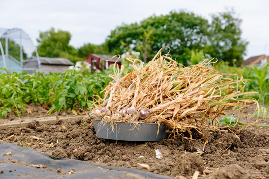 Harvesting garlic on allotment garden in UK
