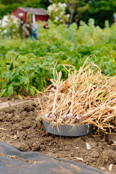 Harvesting garlic on allotment garden in UK