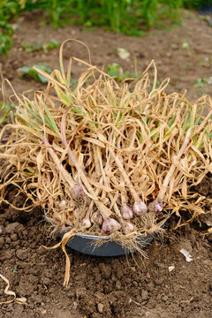 Harvesting garlic on allotment garden in UK