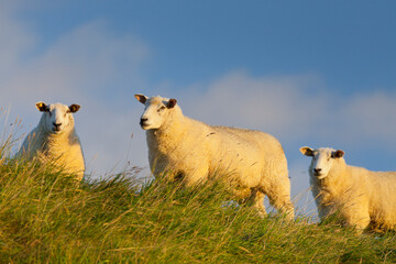 Schafe am Deich, Hattstedtermarsch bei Husum, Schleswig-Holstein, Deutschland