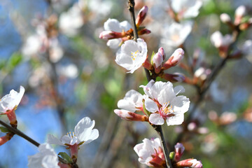 White and pink plum tree blossoms in early spring, nature flowers background