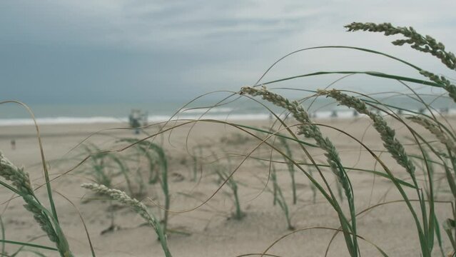Grass on the sand dunes of the Atlantic coast Argentina, Buenos Aires province, Mar Azul