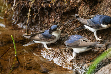 Closeup of several House martins collecting mud from a river bank to build their nests. Shot near...