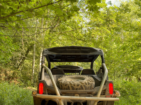 Buggy In The forest