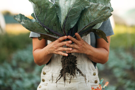 Woman holding plant with root