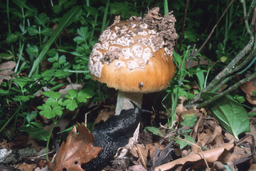 mushroom panther cap, amanita pantherina, amanitaceae Osilo, Sardinia, Italy