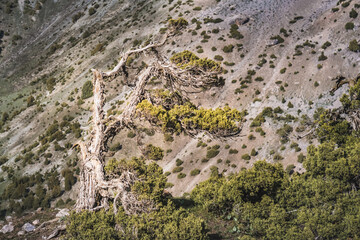 Archa tree of unusual shape on a slope in the Fan Mountains in Tajikistan