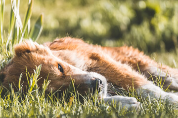 Cattle dog resting in the grass at sunset in the Fan Mountains in Tajikistan - obrazy, fototapety, plakaty