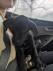 Half Black Lab and Half Great Dane Puppy sitting on a woman's lap in a car