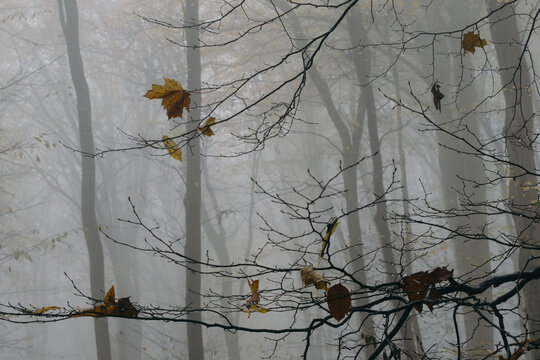 Leaf in the wind