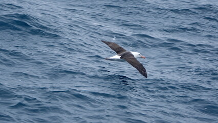 Black-browed albatross (Thalassarche melanophris) in flight above the Southern Ocean, off Elephant Island, Antarctica
